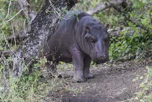 africain hippopotame, Sud Afrique, dans forêt environnement photo