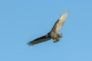 dinde vautour, ,planification dans vol, patagonie, Argentine photo
