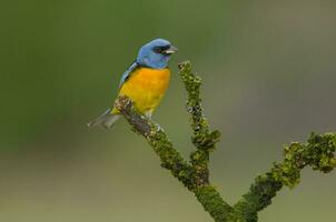 bleu et Jaune Tangara, thraupis bonariensis, calden forêt, la pampa, Argentine photo