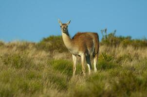 guanacos dans Lihue calel nationale parc, la pampa, patagonie, Argentine. photo