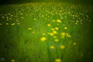 été fleurs dans patagonie , Argentine photo