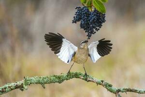 blanc bagué oiseau moqueur, patagonie, Argentine photo