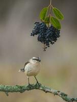 blanc bagué oiseau moqueur, patagonie, Argentine photo