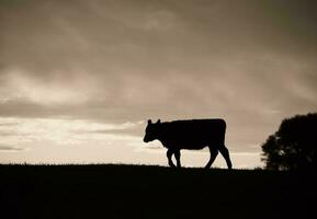 vaches nourris herbe, dans campagne, pampa, Patagonie, Argentine photo