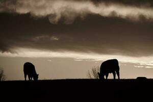 vaches nourris herbe, dans campagne, pampa, Patagonie, Argentine photo