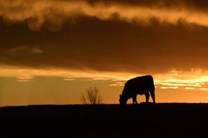 bouvillons nourris avec Naturel herbe, pampa, Argentine photo