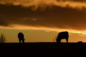 bouvillons nourris avec Naturel herbe, pampa, Argentine photo