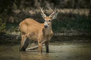 le marais cerf, blastocère dichotomique, dans pantanal environnement, Brésil photo