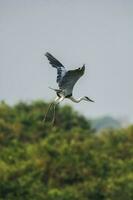 blanc cou héron, pantanal , Brésil photo