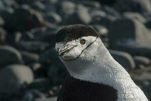 jugulaire manchot, paulette île, Antarctique, scientifique nom, pygoscelis Antarctique photo