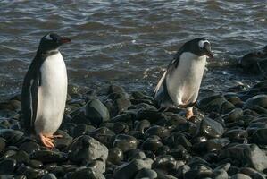 gentoo manchot, antartique photo