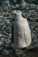 jugulaire manchot, paulette île, Antarctique, scientifique nom, pygoscelis Antarctique photo