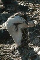 jugulaire manchot, paulette île, Antarctique, scientifique nom, pygoscelis Antarctique photo