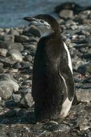 jugulaire manchot, paulette île, Antarctique, scientifique nom, pygoscelis Antarctique photo