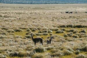 guanacos dans pampa prairie environnement, la la pampa province, patagonie, Argentine. photo