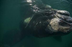 baleine patagonie Argentine photo