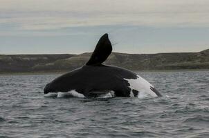 baleine patagonie Argentine photo