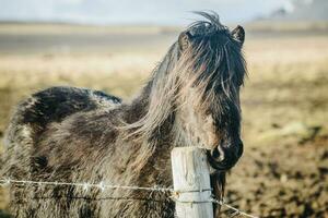 le noir islandais cheval dans le campagne ferme de Islande. photo