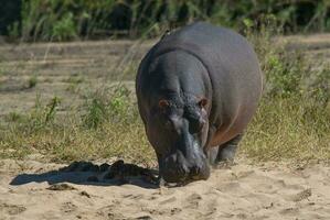 hippopotame amphibius dans point d'eau, Kruger nationale parc, sud Afrique photo