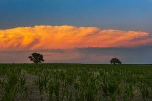 pampa arbre paysage avec une orage dans le arrière-plan, la la pampa province, Argentine photo