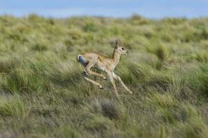 daim noir antilope dans pampa plaine environnement, la la pampa province, Argentine photo