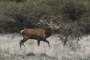 rouge cerf rut saison, la pampa, Argentine photo