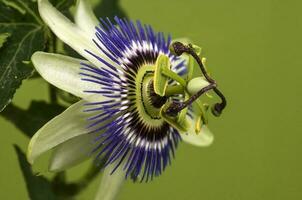 bleu fleur de la passion, fleur détail, pampa forêt, Argentine. photo