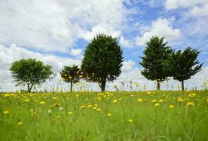 fleuri paysage, la pampa, Argentine photo