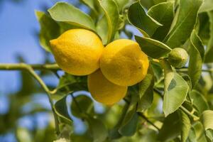 citrons de verger dans le citron arbre, patagonie photo