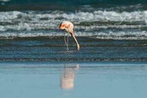 flamants roses alimentation sur une plage, péninsule valdés, patagonie, Argentine photo