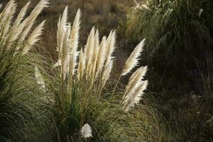 herbe dans campagne pampa Argentine photo