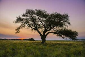 pampa arbre paysage à coucher de soleil, la la pampa province, Argentine photo