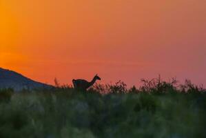 guanacos à coucher de soleil, Lihue calel nationale parc, la pampa, Argentine photo