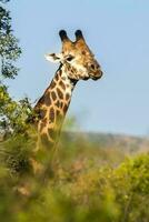 girafe Kruger nationale parc Sud Afrique. photo