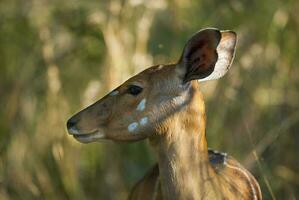 nyala antilope Masculin et femelle , Kruger nationale parc, Sud Afrique photo