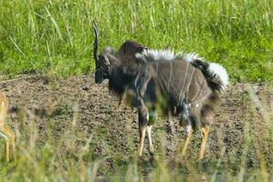 nyala antilope Masculin et femelle , Kruger nationale parc, Sud Afrique photo