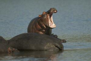 hippopotame amphibius dans point d'eau, Kruger nationale parc, sud Afrique photo