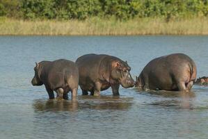 hippopotame amphibius dans point d'eau, Kruger nationale parc, sud Afrique photo