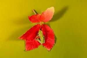 l'automne feuilles dans le vert Contexte photo