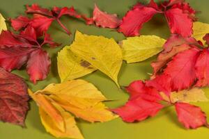 l'automne feuilles dans le vert Contexte photo