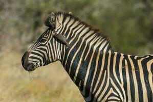 commun zèbre, Kruger nationale parc, Sud Afrique. photo