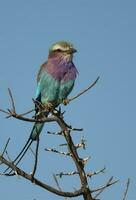 lilas poitrine rouleau perché ,kruger nationale parc, Sud Afrique photo