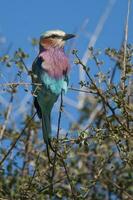 lilas poitrine rouleau perché ,kruger nationale parc, Sud Afrique photo
