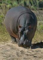 hippopotame amphibius dans point d'eau, Kruger nationale parc, sud Afrique photo