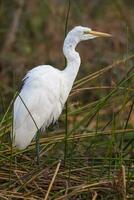 génial aigrette, Kruger nationale parc, Sud Afrique. photo