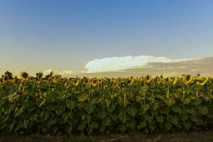 tournesol , pampa , Argentine photo