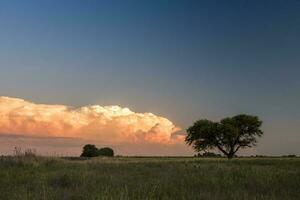 pampa arbre paysage à coucher de soleil, la la pampa province, Argentine photo