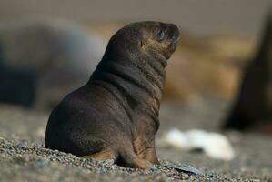 bébé Sud américain mer lion, péninsule valdés, chubut Province patagonie Argentine photo