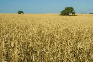 blé champ dans la la pampa Argentine photo