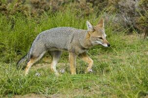 pampa gris Renard dans pampa herbe environnement, la la pampa province, patagonie, Argentine. photo